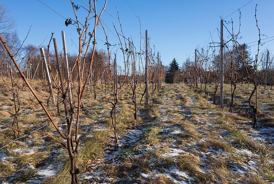 Beautiful vineyard views at golden hour