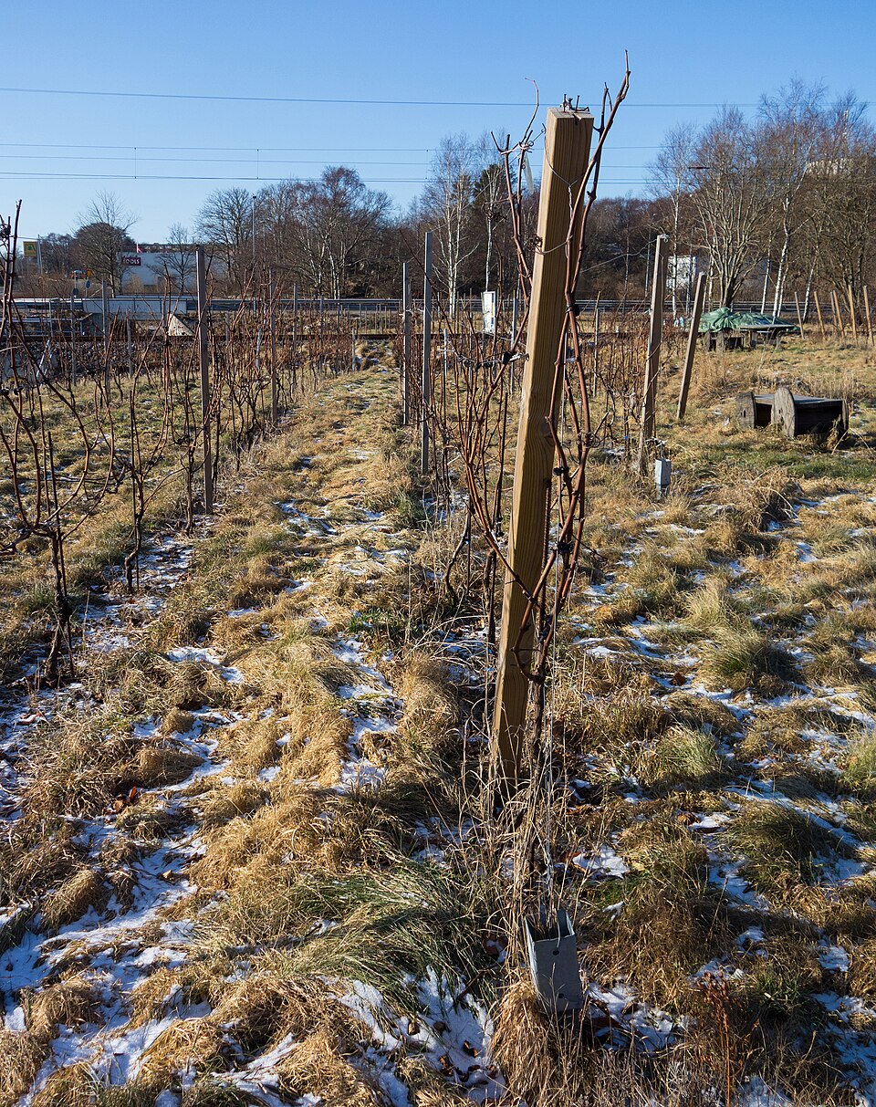 Beautiful vineyard views at golden hour