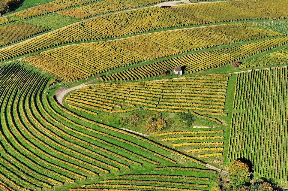 Beautiful vineyard views at golden hour