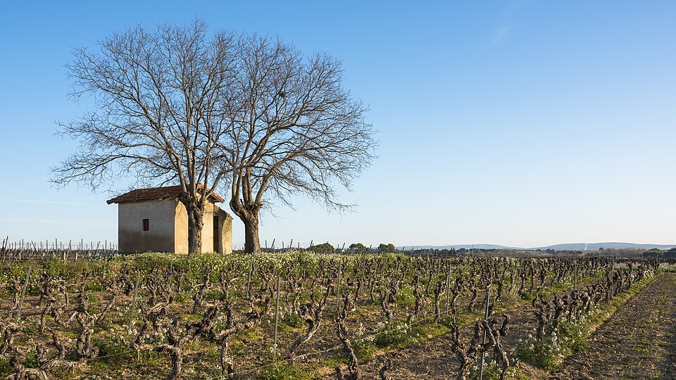 Their reserve Cabernet was absolutely stunning