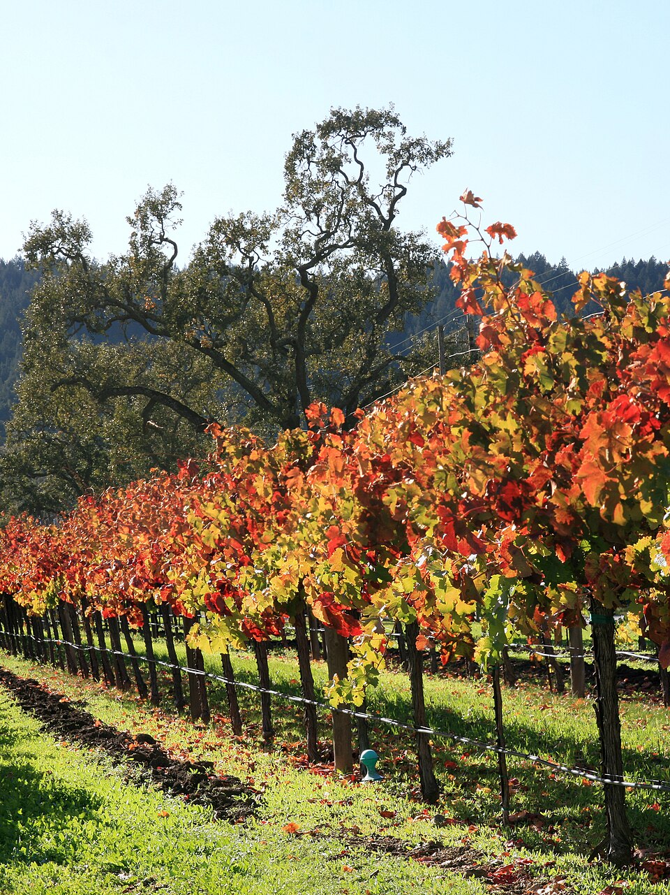 Dos Cabezas WineWorks