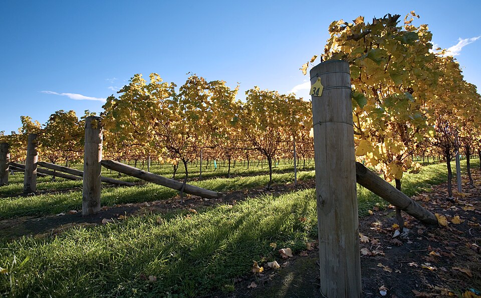 Their reserve Cabernet was absolutely stunning